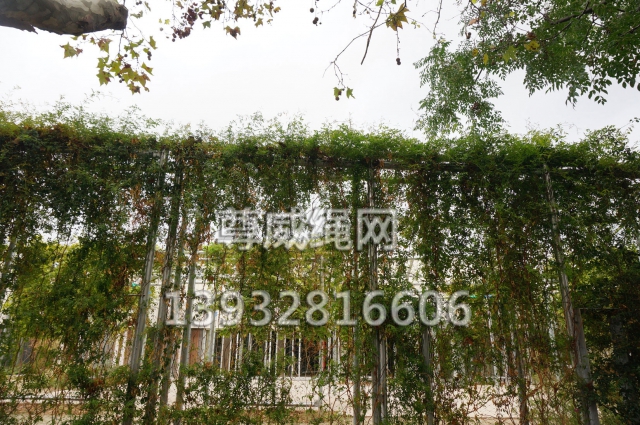 不銹鋼繩網(wǎng)之綠植攀爬網(wǎng)工程案例 不銹鋼繩網(wǎng)之綠植攀爬網(wǎng)工程案例